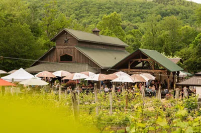 Grandfather-Vineyard