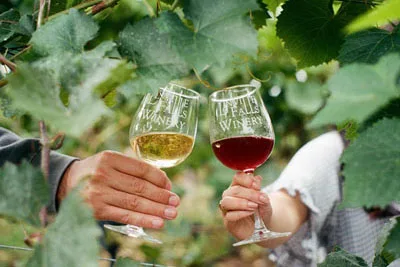 Linville-Falls-Winery